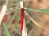 J01_1766 Crocothemis servilia male